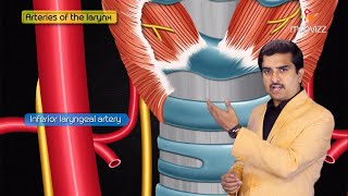 Anatomy and Physiology of Larynx  Action of Laryngeal muscles  Dr Bhanu prakash [upl. by Yenoh]