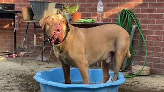 Meet Sheru the Dogue de Bordeaux  barking at the neighbours and peeking through the fence doglover [upl. by Noyad735]