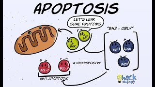 Apoptosis  Introduction Morphologic Changes and Mechanism [upl. by Owades]