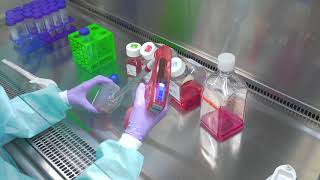 Passaging Cells Cell Culture Basics [upl. by Ignazio73]