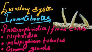 Excretion in Invertebrates Explained  Class 10 NCERT Biology NEETCTETTET [upl. by Helbonna235]