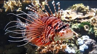 Pazifischer Rotfeuerfisch Pterois volitans  Red lionfish [upl. by Kielty]