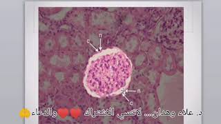 Practical epithelial cells 4 [upl. by Ahsinrats]