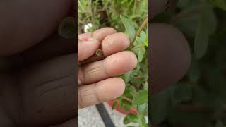 Harvest of purslane plant planting gardenning ytshorts [upl. by Eitsirk]