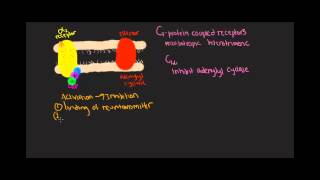 GI mechanism Gprotein coupled receptors [upl. by Acinoreb]