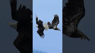 dult and juvenile bald eagle gets locked in battle [upl. by Yht240]