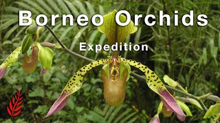 Borneo Orchids Expedition [upl. by Curtis]