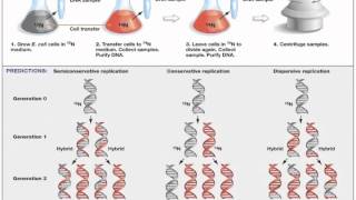 Biology 1 Lecture 15 DNA Synthesis and Repair [upl. by Cirilo]