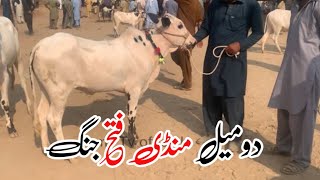 Today Domail mandi 25112024 latest update ll taxila mandi ll Jamil tv ll [upl. by Nnylyt]