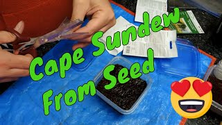 Planting Drosera Capensis from seed  planting to Sprouting [upl. by Brodsky362]