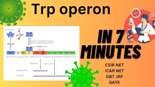 Trp operon  Tryptophan operon  Repressible operon  Prokaryotic Gene Regulation  CSIRNET  GATE [upl. by Thorpe201]