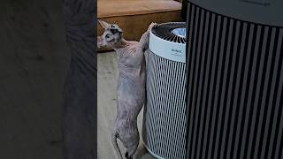 The Winix T810 air purifier designed to improve your home environment for both you and your pets [upl. by Fasano]