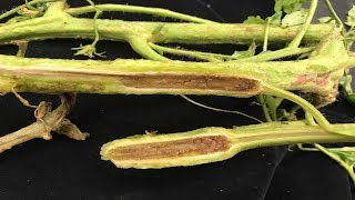 ⟹ Fusarium vs Vertisillium  Tomato diseases  My take on it how to tell the difference [upl. by Peck]