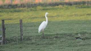 Great White Egret Symbolism [upl. by Ettezyl]