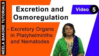 Excretion and Osmoregulation  NEET  Excretory Organs in Platyhelminths amp Nematodes  Neela Bakore [upl. by Drolet]