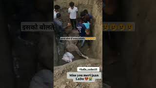 इसको बोलते हैं लगावअटैचमेंट 😢😢😢😢😢😢😢😢😢😢😢😢😢😢😢😢😢😢😢😢 [upl. by Yblok]