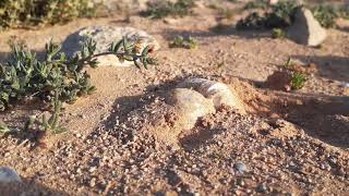 Terfeziaceae Desert truffles in Egypt [upl. by Auqinahs]