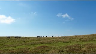 M60 slope soaring Manmoel  18Sept2024 [upl. by Anilehs]