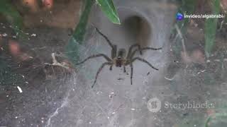 funnel web spider [upl. by Helga]