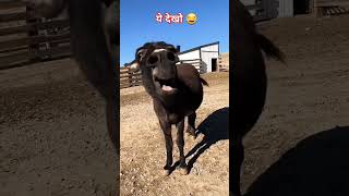 Fullis Donkey 🫏 shorts funny [upl. by Yltnerb]