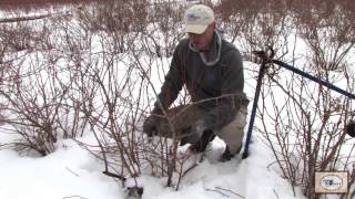 Pruning Blueberry Bushes in Michigan [upl. by Ripp]