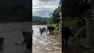 Pinnawala Elephant Orphanage srilanka elephant pinnawala kandyan [upl. by Tiff326]