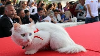 Cat Beauty Contest kedi güzellik yarışması  her türden en güzel kediler [upl. by Nnayecats]