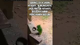 Burung kok kreatif kayak manusia 🤣🤣🤣🤣 shrots asiyanadaniel8837 [upl. by Belac453]