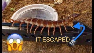 IT Escaped Giant Centipede Rehouse  Feeding [upl. by Lled]