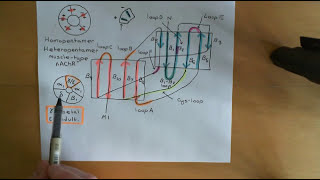 CysLoop Receptors Part 6 [upl. by Dewain]