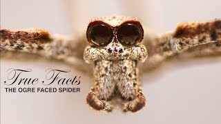 True Facts The Ogre Faced Spider [upl. by Ahsaz]