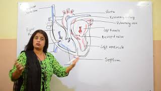 LIFE PROCESS03WORKING OF HEART DOUBLE CIRCULATION02CLASS X NTSENEET FOUNDATION [upl. by Feerahs]