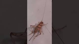 House cricket acheta domesticus trendingshorts youtube arthropods animals nature creativity [upl. by Airelav569]