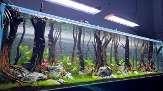 Beautiful Cardinal Tetra Fish Tank  Super Clean Cardinal Tetra Aquarium [upl. by Alletnahs]