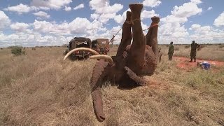 Elephant saved from ivory poachers in Kenya [upl. by Ailis832]