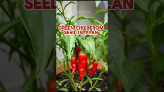 Green Chili from Seed to Plant 🌱 Quick Gardening Tips 🌶️🤔 short shorts shortfeed greenchilli [upl. by Fanchon]