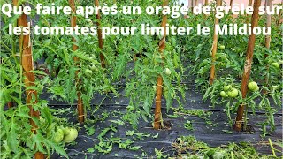 Que faire après un orage de grêle sur les tomates et limiter le mildiou [upl. by Columbyne]