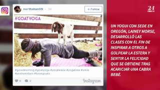 Yoga cabra la práctica que se expande rapidamente [upl. by Notsuoh916]