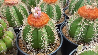 Melocactus matanzanus [upl. by Aneala]