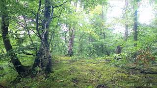 Roe deer  Capreolus Capreolus  In Camera Trap  შველი [upl. by Ahsinnod]