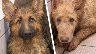 Heartwarming Rescue German Shepherd Puppies Saved from Neglectful Breeders [upl. by Nika179]