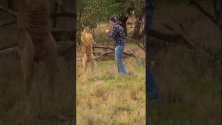 Man Fights a Kangaroo to save a Dogshorts fyp kangaroo [upl. by Eninotna]