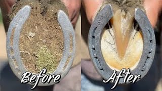 Farrier ASMR  Hoof Restoration  Satisfying [upl. by Twedy]