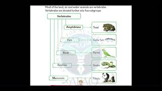 VERTEBRATES and INVERTEBRATES  Grade 3  AFAQ Sun Series [upl. by Sellihca]