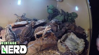 Mexican Giant Horned Phrynosoma asio Group Eating before brumation [upl. by Davidde146]