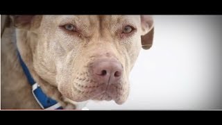 A Look Back 100 Dogs Rescued from Freezing Blizzard by ASPCA [upl. by Yelehsa321]