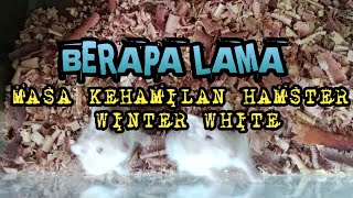 BERAPA LAMA HAMSTER WINTER WHITE HAMIL hamsterfarmdumai animals pets hamsters [upl. by Nnahtebazile21]