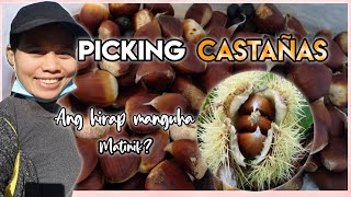 PICKING CASTAÑAS  CHESTNUT [upl. by Nivlac218]