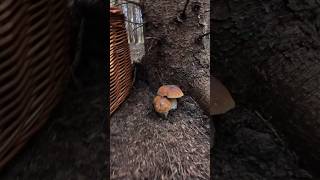 PorcinoCepBoleteSteinpilze shorts new nature forest trending foryou mushroom trending [upl. by Dent406]