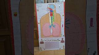 Easy respiratory system model youtubeshorts [upl. by Adyl]